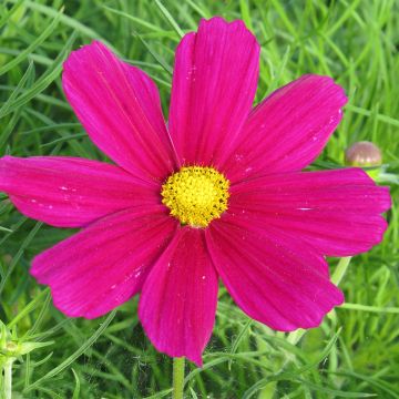 Cosmos Royal Dwarf Carmine - Cosmea