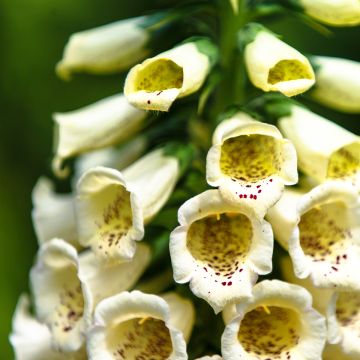 Digitalis purpurea Yellow Spear - Digitale rossa