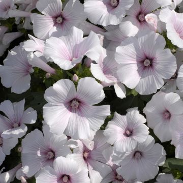 Lavatera trimestris New Dwarf Pink Blush - Malva regina