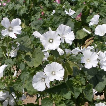 Lavatera trimestris White Regis - Malva regina