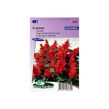 Salvia splendens St John's Fire - Salvia rossa