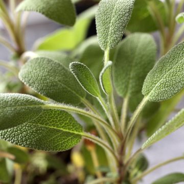 Salvia officinalis G - Salvia comune