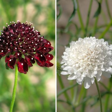 Scabiosa atropurpurea Ebony and Ivory