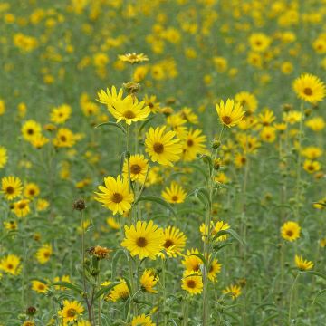 Helianthus maximilianii - Girasole