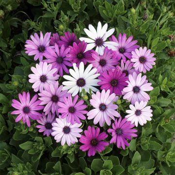 Osteospermum Passion Mixed