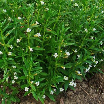 Gratiola officinalis - Graziella