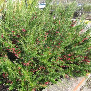 Grevillea Canberra Gem