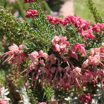 Grevillea lanigera Tamboritha