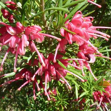 Grevillea rosmarinifolia