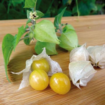 Physalis pruinosa Preciosa - Alchechengio