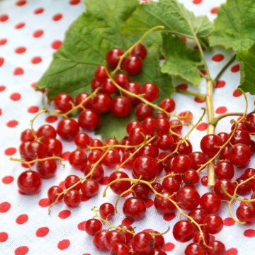 Ribes rosso Red Lake Améliorée