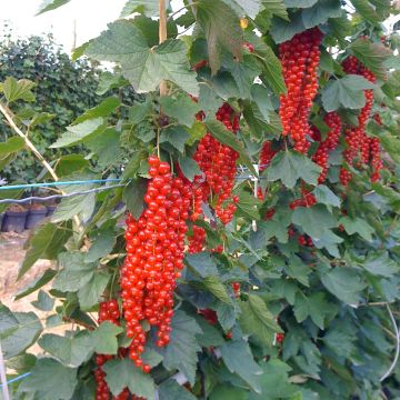 Ribes rosso Rovada