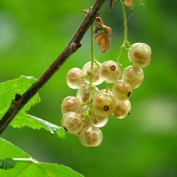 Ribes bianco Versailles Blanche