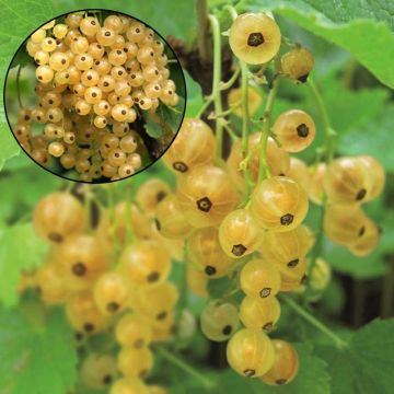 Ribes bianco Blanka Bio