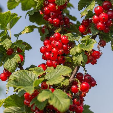 Ribes rosso Delbard Giganta Bosron