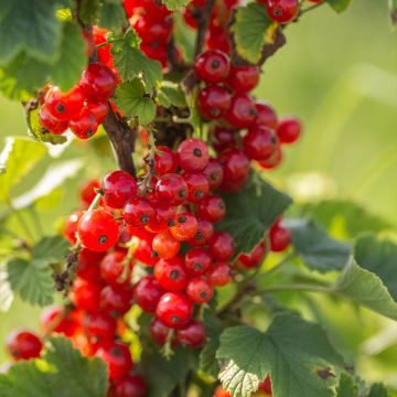 Ribes rosso Première Groseille Raisin deltir