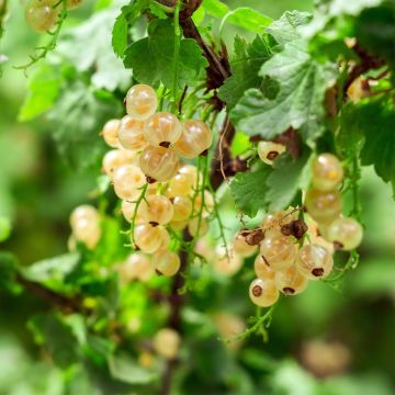 Ribes bianco Witte Parel