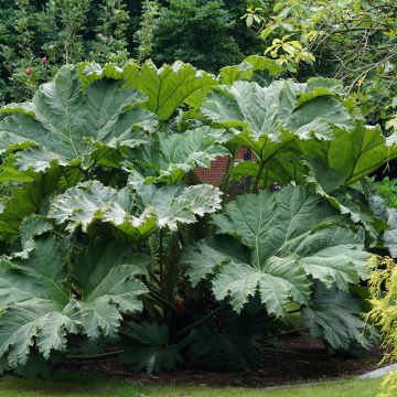 Gunnera manicata - Rabarbaro gigante del Brasile