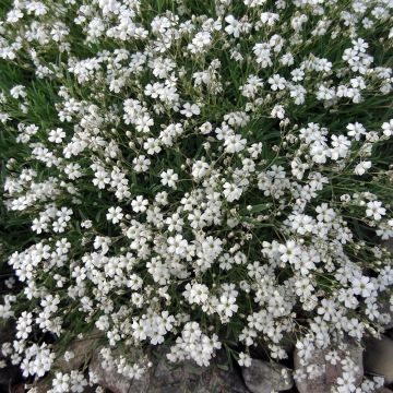 Gypsophila repens White Angel