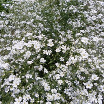 Gypsophila elegans Covent Garden