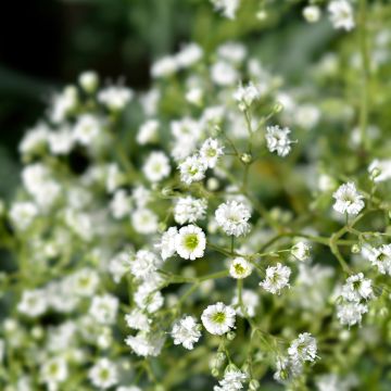 Gypsophila paniculata Snow Flake