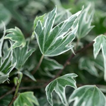 Hedera helix White Ripple - Edera variegata