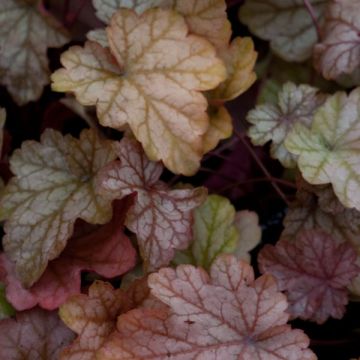 Heuchera Vienna