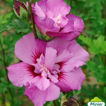 Hibiscus syriacus Eruption - Ibisco