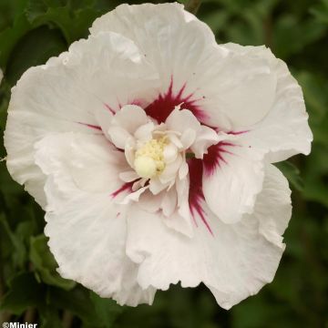 Hibiscus syriacus French point - Ibisco