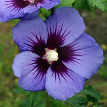 Hibiscus syriacus Ultramarine - Ibisco