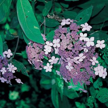 Hydrangea aspera Villosa - Ortensia