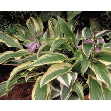 Hosta yellow splash rim