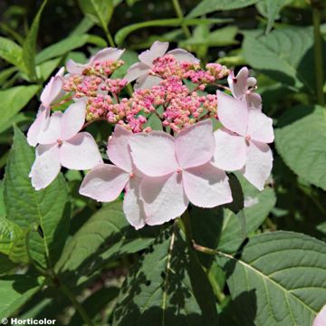 Hydrangea serrata Grayswood - Ortensia