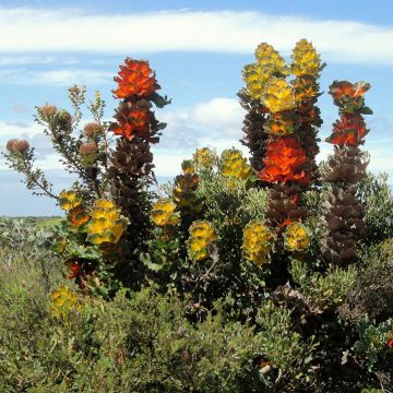 Hakea victoria