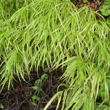 Hakonechloa macra Albostriata - Erba della foresta giapponese