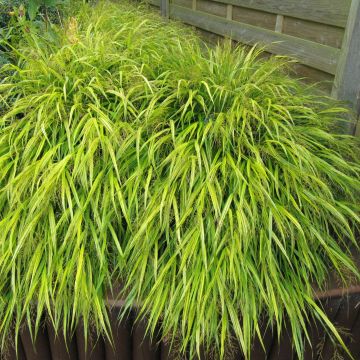 Hakonechloa macra All Gold - Erba della foresta giapponese