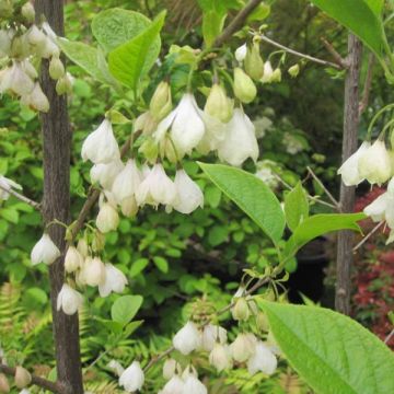 Halesia carolina