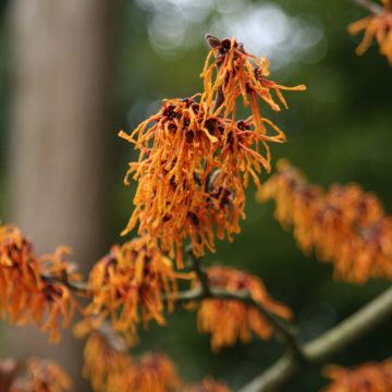 Hamamelis intermedia Aphrodite - Amamelide