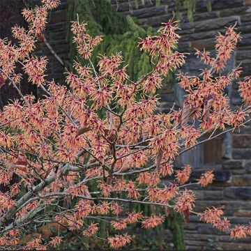 Hamamelis intermedia Feuerzauber - Amamelide