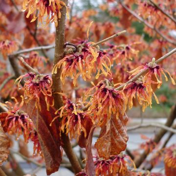 Hamamelis intermedia Jelena - Amamelide