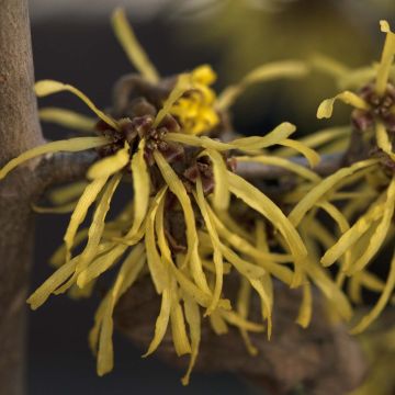 Hamamelis intermedia Westerstede - Amamelide