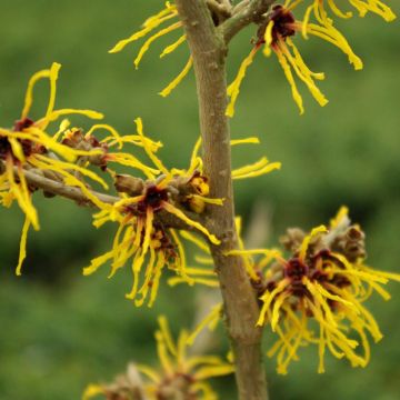 Hamamelis intermedia Barmstedt Gold - Amamelide