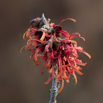 Hamamelis intermedia Diane - Amamelide