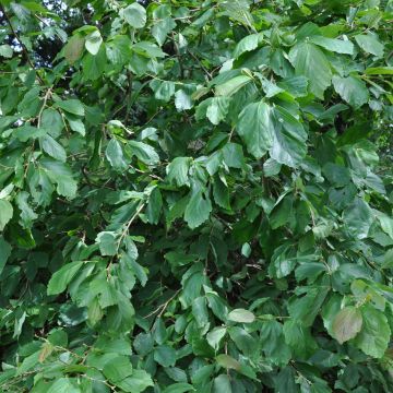 Hamamelis japonica Pendula - Amamelide