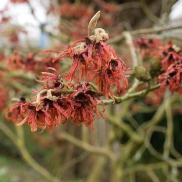 Hamamelis intermedia Ruby Glow - Amamelide