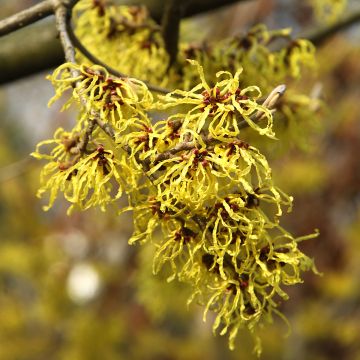 Hamamelis virginiana - Amamelide