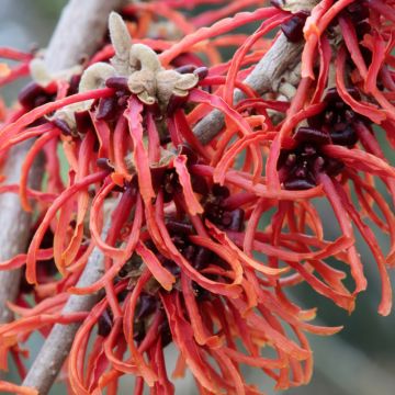 Hamamelis intermedia Rubin - Amamelide