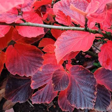 Hamamelis intermedia Yamina - Amamelide