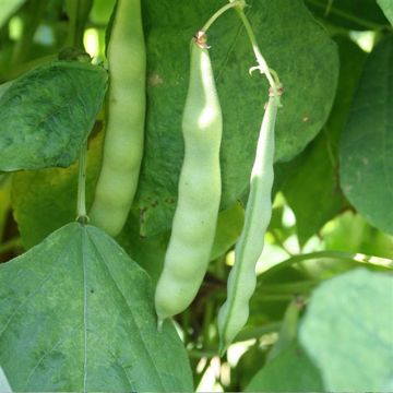 Fagiolo rampicante Marconi a Grano Bianco