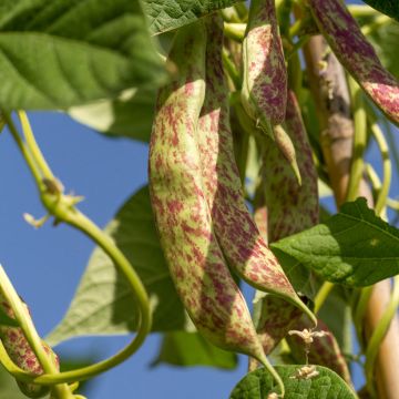 Fagiolo da sgranare Big Borlotto Bio